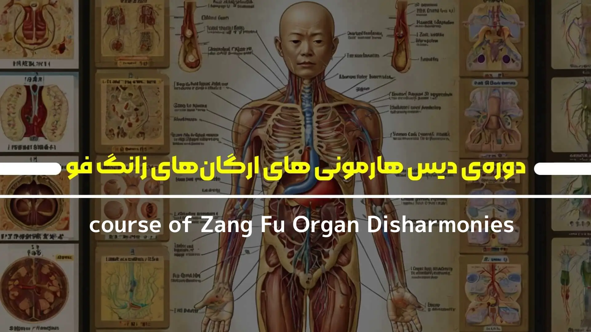 دوره‌ی دیس هارمونی های ارگان‌های زانگ فو
