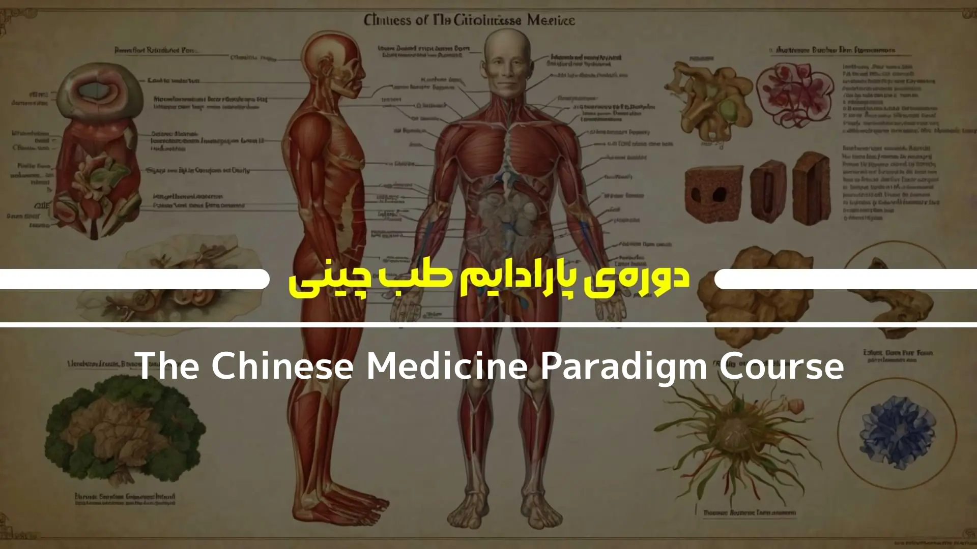 دوره‌ی پارادایم طب چینی